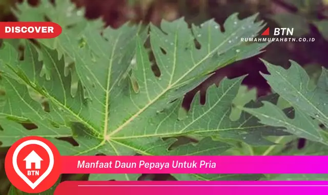 manfaat daun pepaya untuk pria