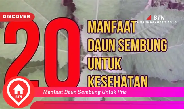 manfaat daun sembung untuk pria