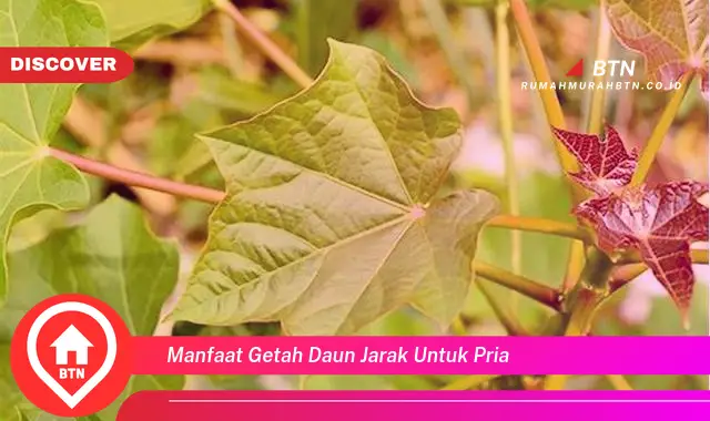 manfaat getah daun jarak untuk pria