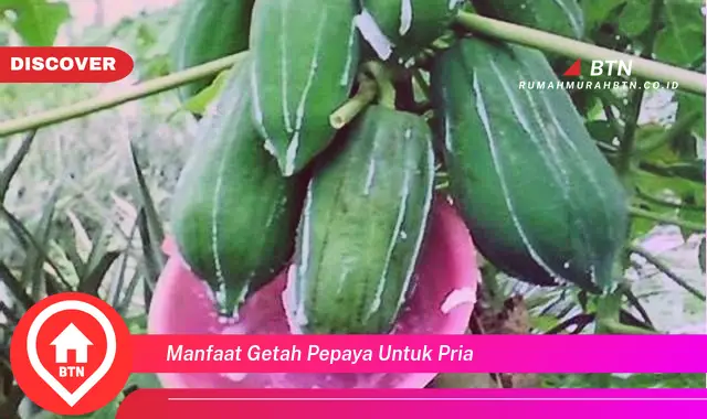 manfaat getah pepaya untuk pria