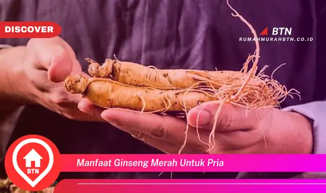 manfaat ginseng merah untuk pria