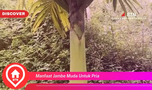 manfaat jambe muda untuk pria