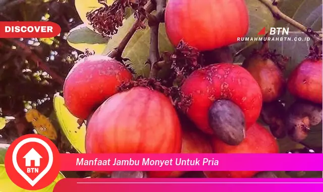 manfaat jambu monyet untuk pria