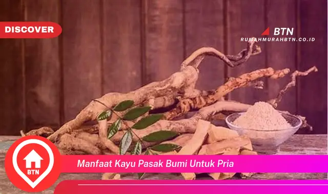 manfaat kayu pasak bumi untuk pria