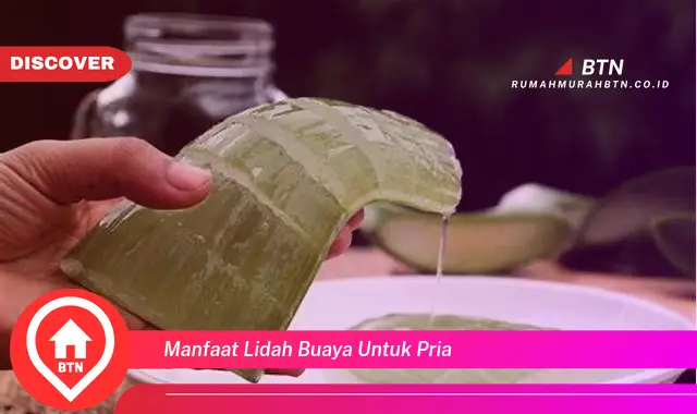 manfaat lidah buaya untuk pria