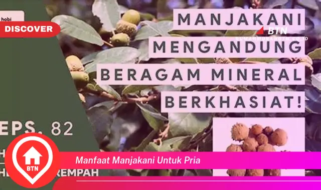 manfaat manjakani untuk pria