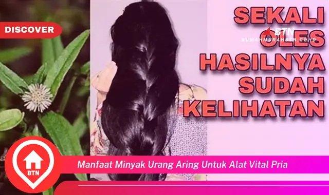 manfaat minyak urang aring untuk alat vital pria