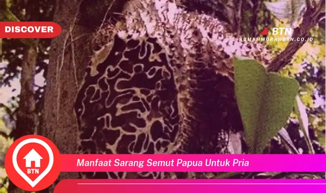 manfaat sarang semut papua untuk pria