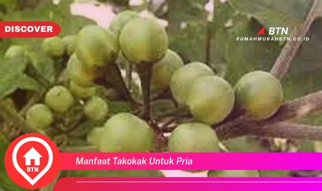 manfaat takokak untuk pria