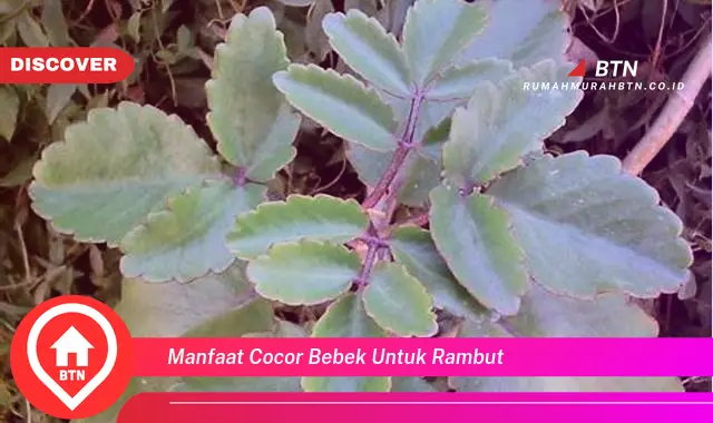 manfaat cocor bebek untuk rambut