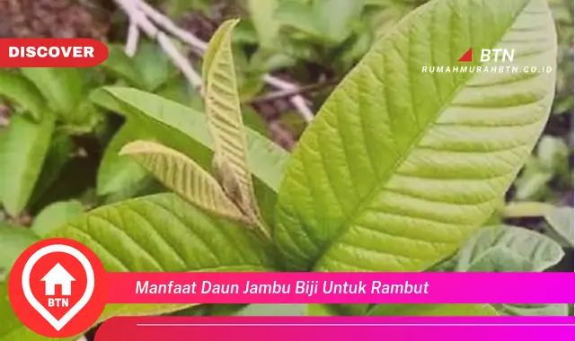 manfaat daun jambu biji untuk rambut