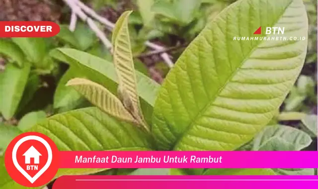 manfaat daun jambu untuk rambut