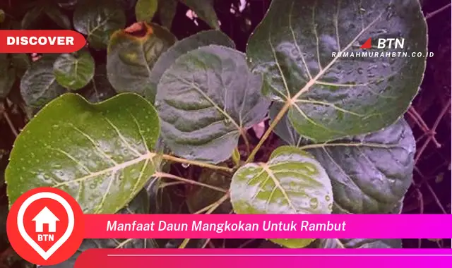 manfaat daun mangkokan untuk rambut