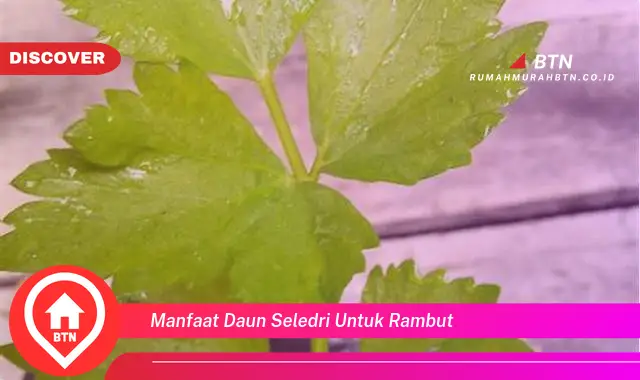 manfaat daun seledri untuk rambut