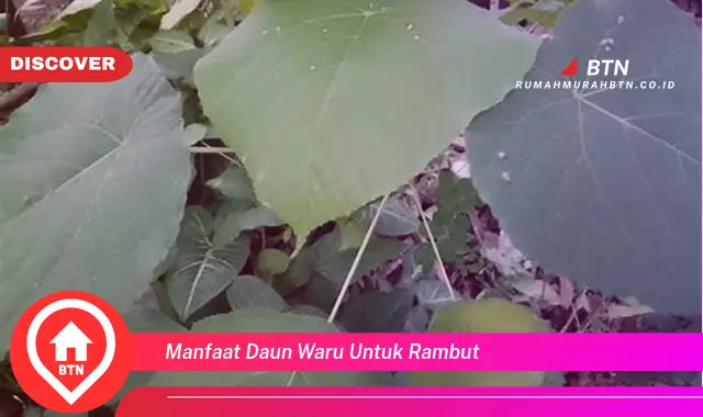 manfaat daun waru untuk rambut