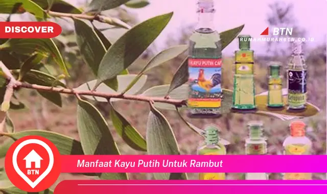 manfaat kayu putih untuk rambut