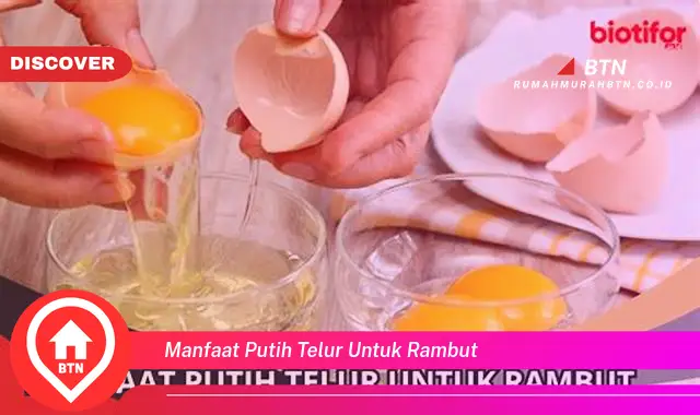 manfaat putih telur untuk rambut