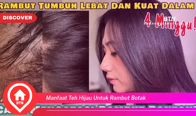 manfaat teh hijau untuk rambut botak