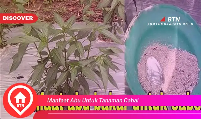 manfaat abu untuk tanaman cabai