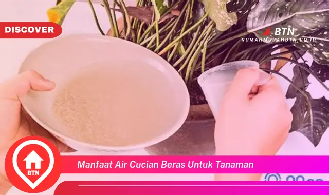 manfaat air cucian beras untuk tanaman