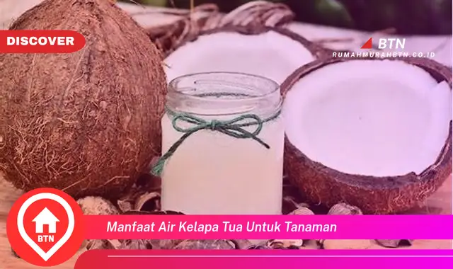 manfaat air kelapa tua untuk tanaman