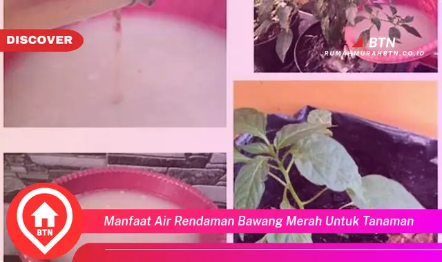 manfaat air rendaman bawang merah untuk tanaman