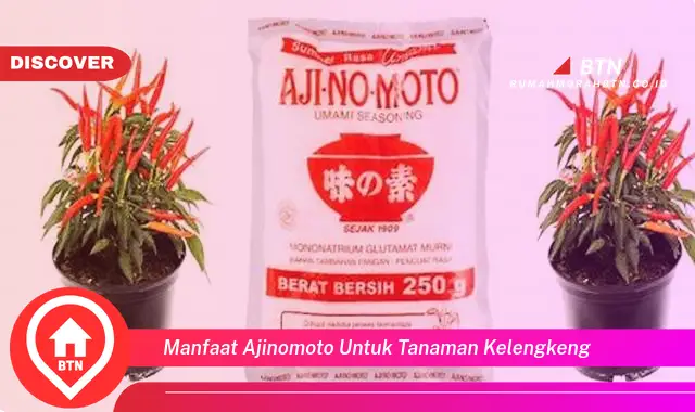 manfaat ajinomoto untuk tanaman kelengkeng