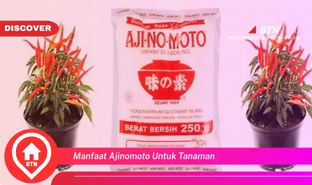 manfaat ajinomoto untuk tanaman