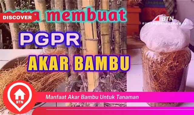 manfaat akar bambu untuk tanaman