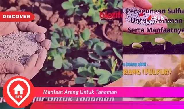 manfaat arang untuk tanaman