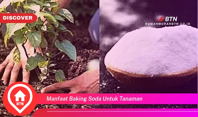 manfaat baking soda untuk tanaman