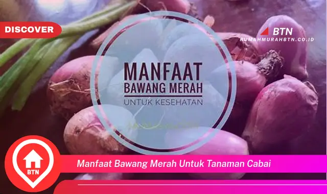 manfaat bawang merah untuk tanaman cabai