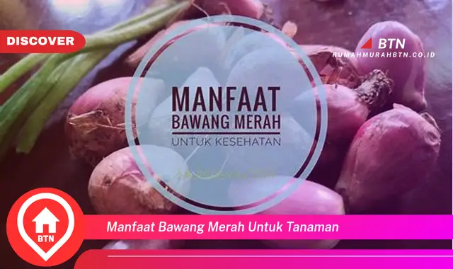 manfaat bawang merah untuk tanaman