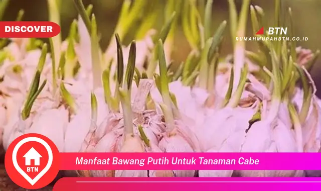 manfaat bawang putih untuk tanaman cabe