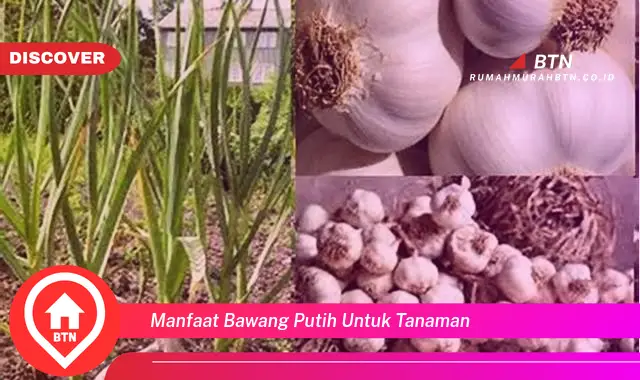 manfaat bawang putih untuk tanaman