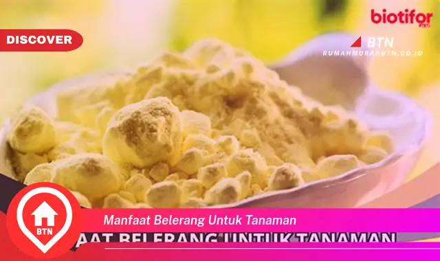 manfaat belerang untuk tanaman