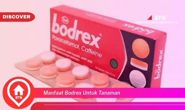 manfaat bodrex untuk tanaman