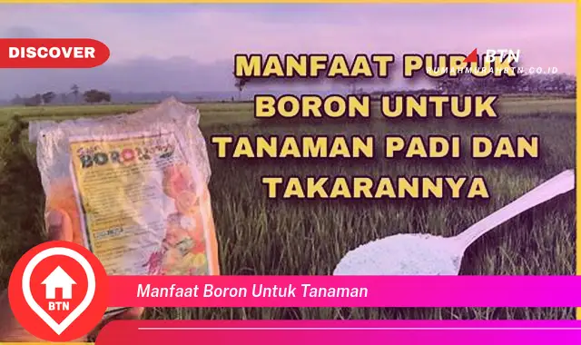 manfaat boron untuk tanaman