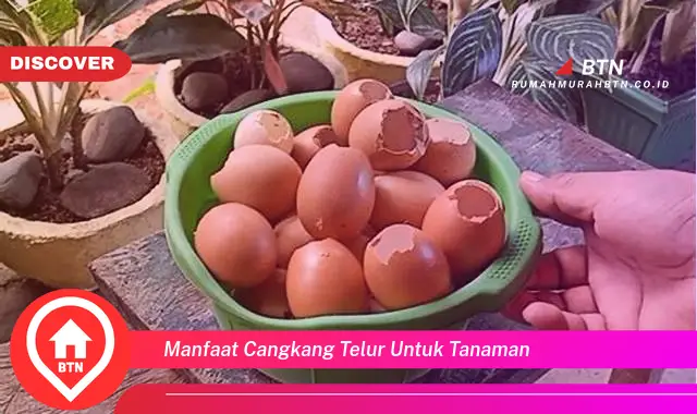 manfaat cangkang telur untuk tanaman