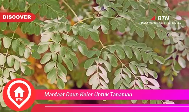 manfaat daun kelor untuk tanaman