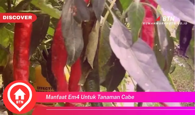 manfaat em4 untuk tanaman cabe