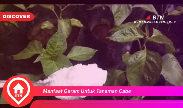 manfaat garam untuk tanaman cabe