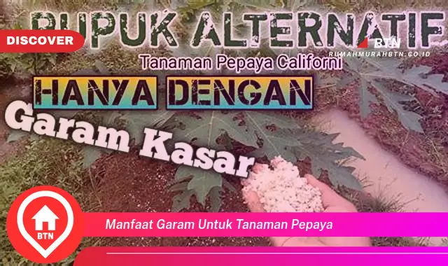 manfaat garam untuk tanaman pepaya