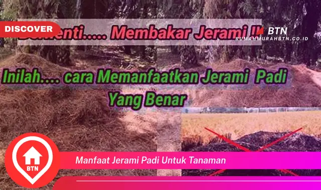 manfaat jerami padi untuk tanaman