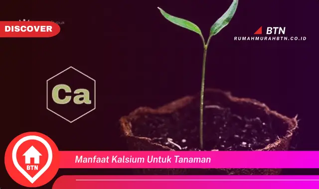 manfaat kalsium untuk tanaman