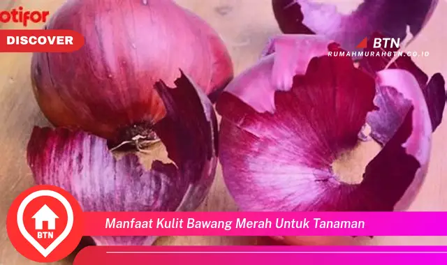 manfaat kulit bawang merah untuk tanaman