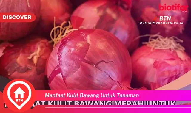 manfaat kulit bawang untuk tanaman