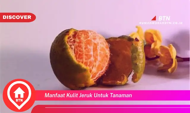 manfaat kulit jeruk untuk tanaman