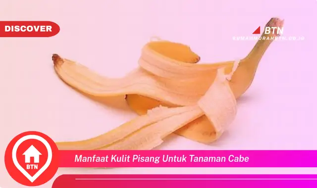 manfaat kulit pisang untuk tanaman cabe