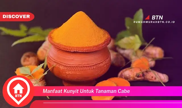 manfaat kunyit untuk tanaman cabe